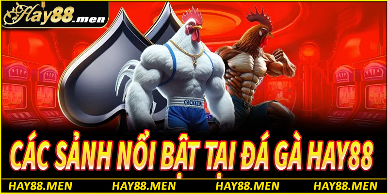 Các sảnh đá gà nổi bật tại nhà cái Hay88