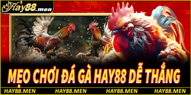Mẹo chơi đá gà Hay88 dễ thắng